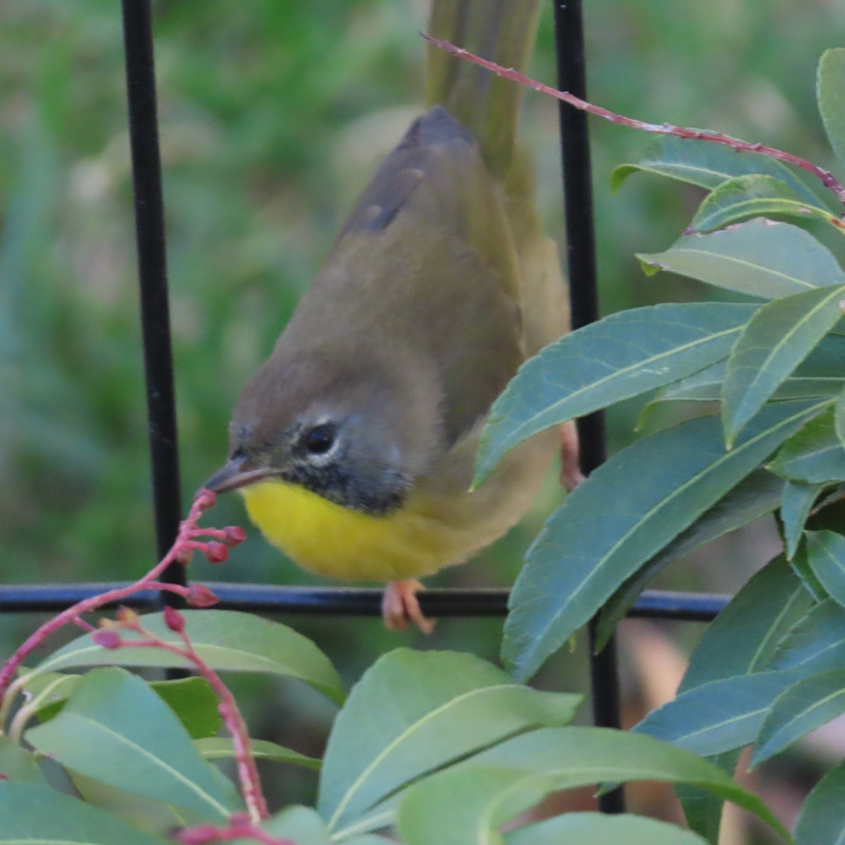 Common Yellowthroat - ML610301704