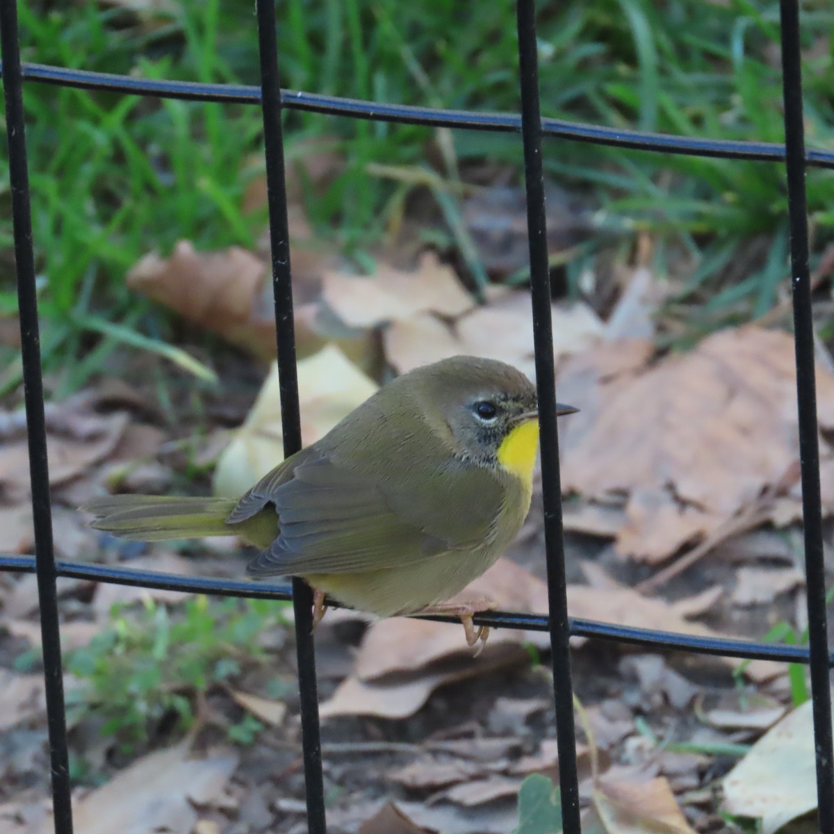 Common Yellowthroat - ML610301705