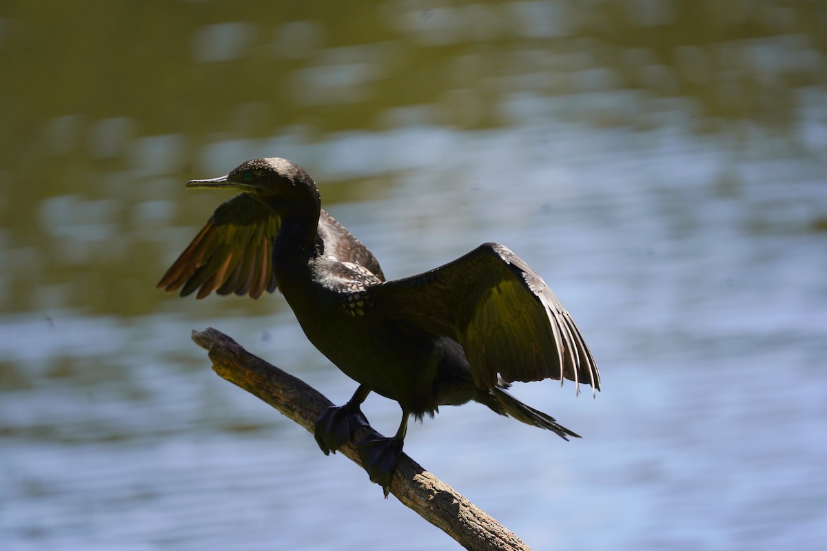 Little Black Cormorant - ML610301706