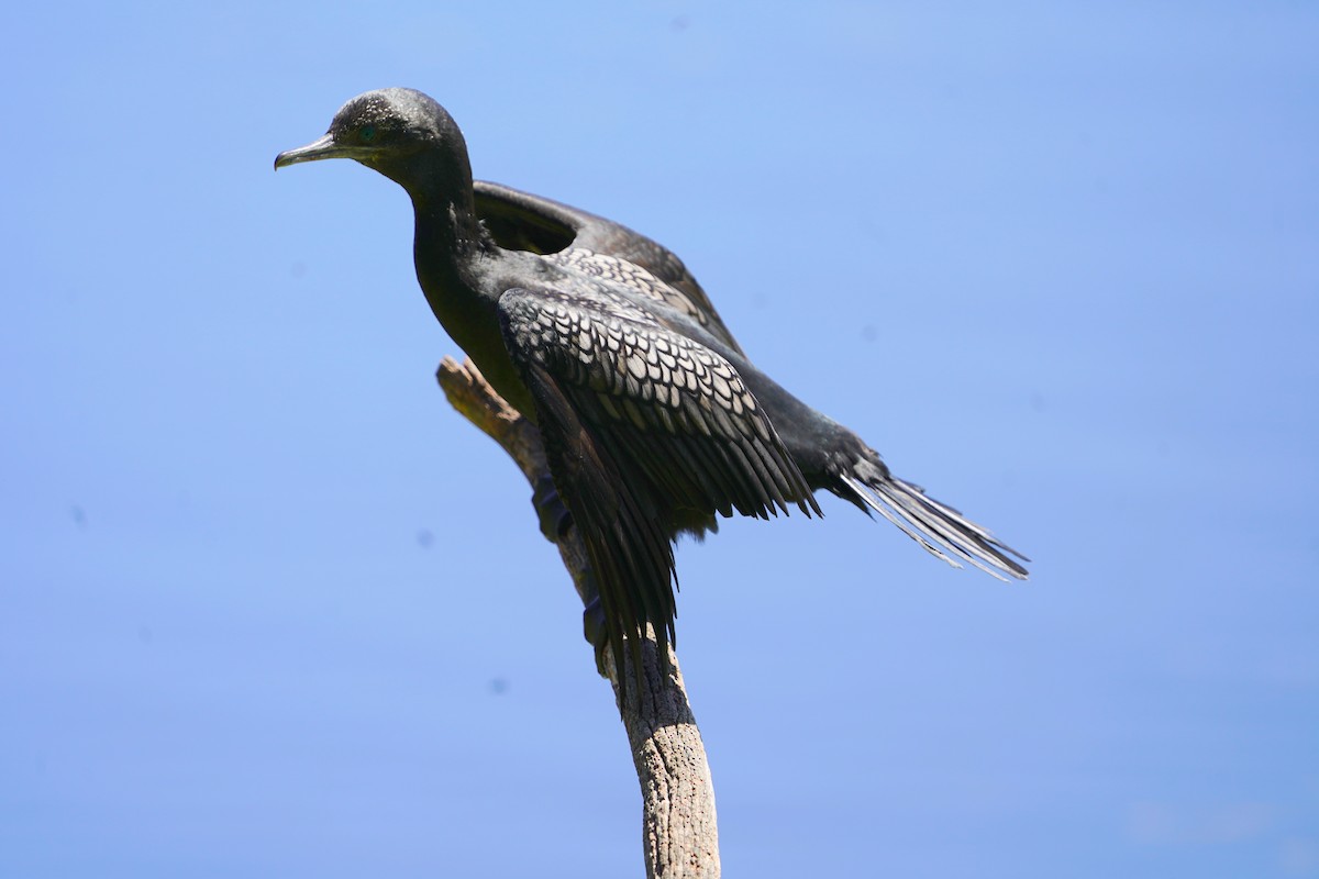 Little Black Cormorant - ML610301707