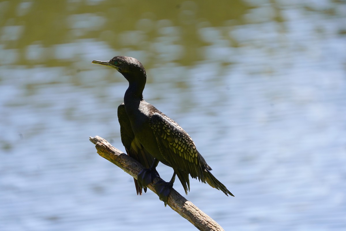 Little Black Cormorant - ML610301708