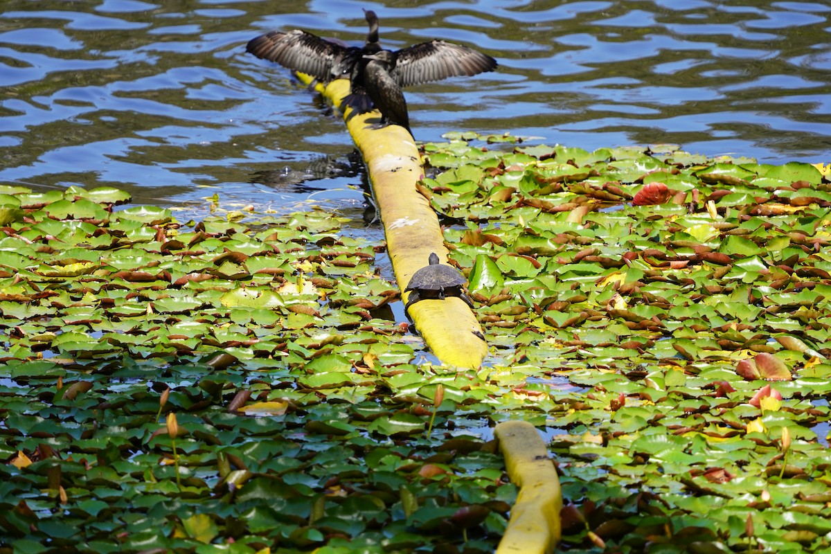 Little Black Cormorant - ML610301709