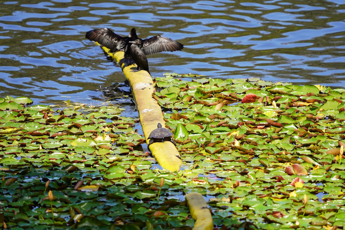 Little Black Cormorant - ML610301710