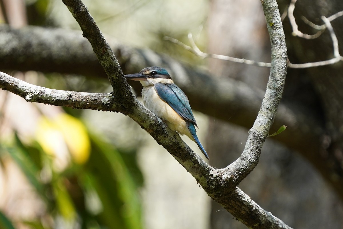 Sacred Kingfisher - ML610301719