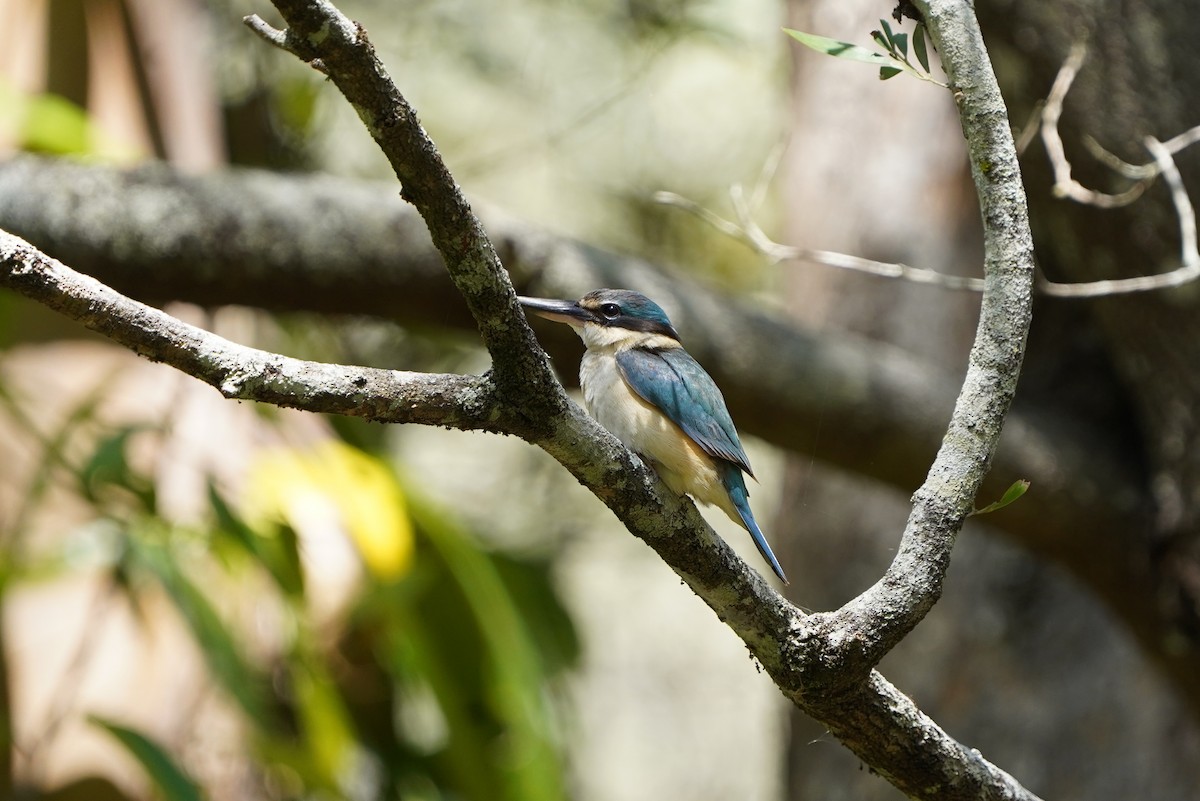 Sacred Kingfisher - ML610301720