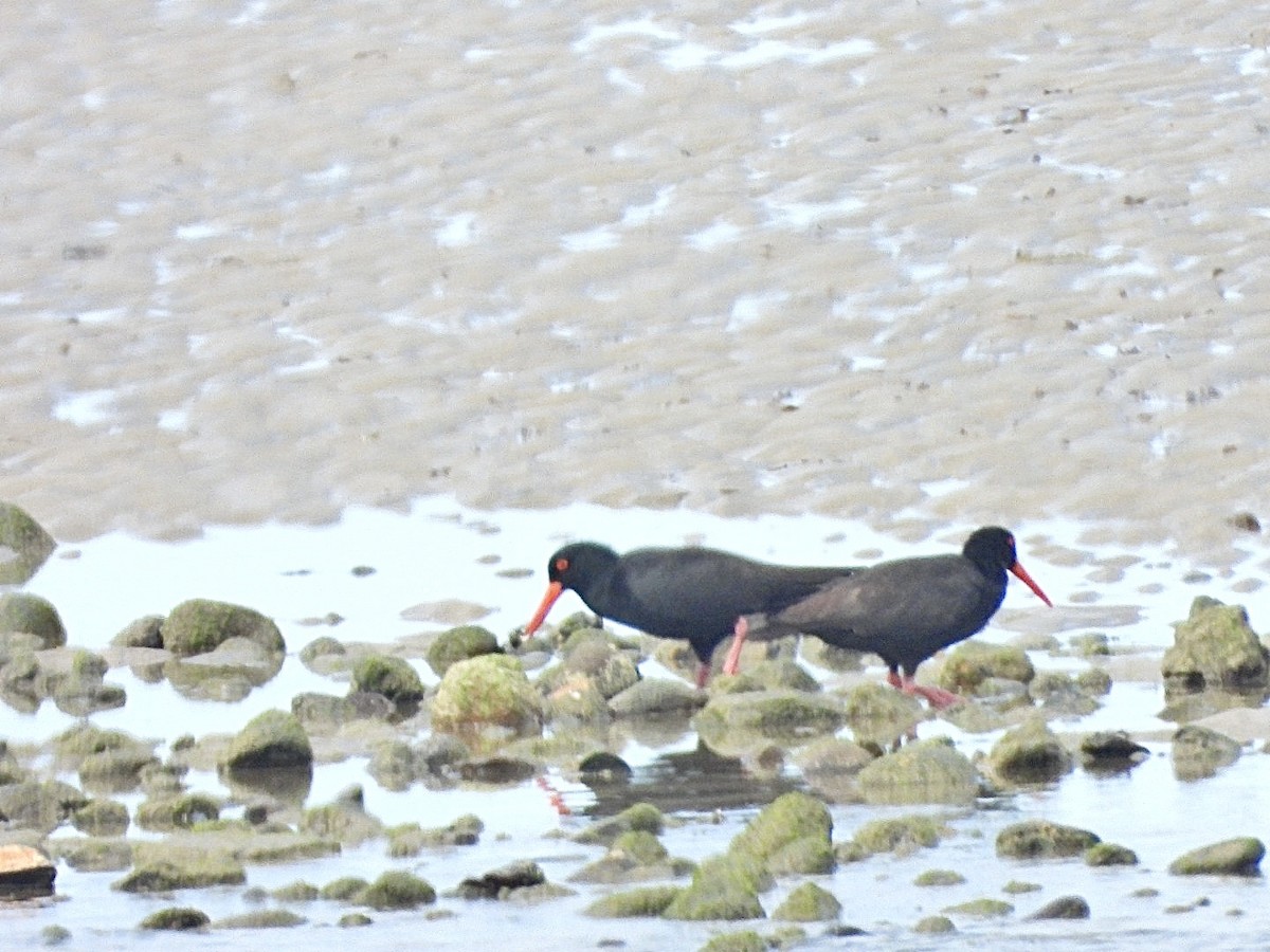 Sooty Oystercatcher - ML610301729