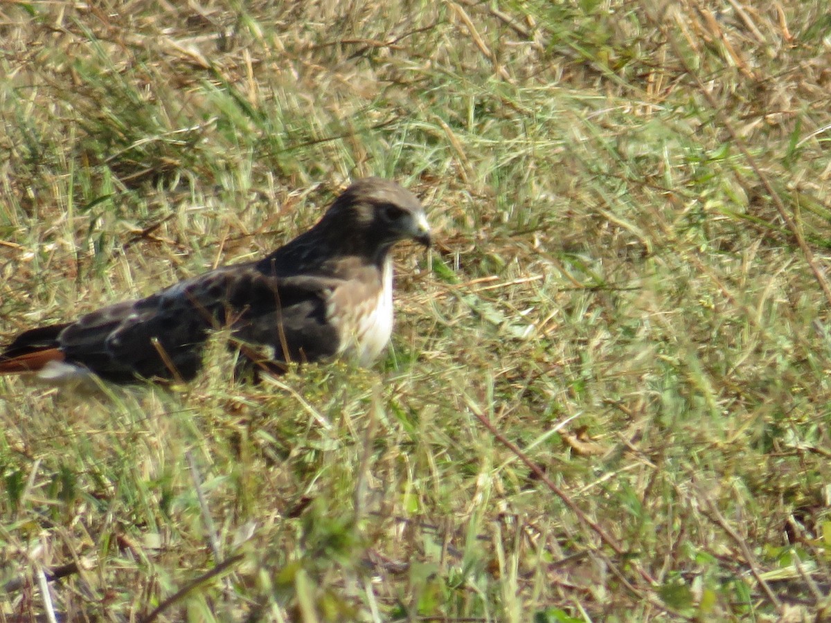 Red-tailed Hawk - ML610301860
