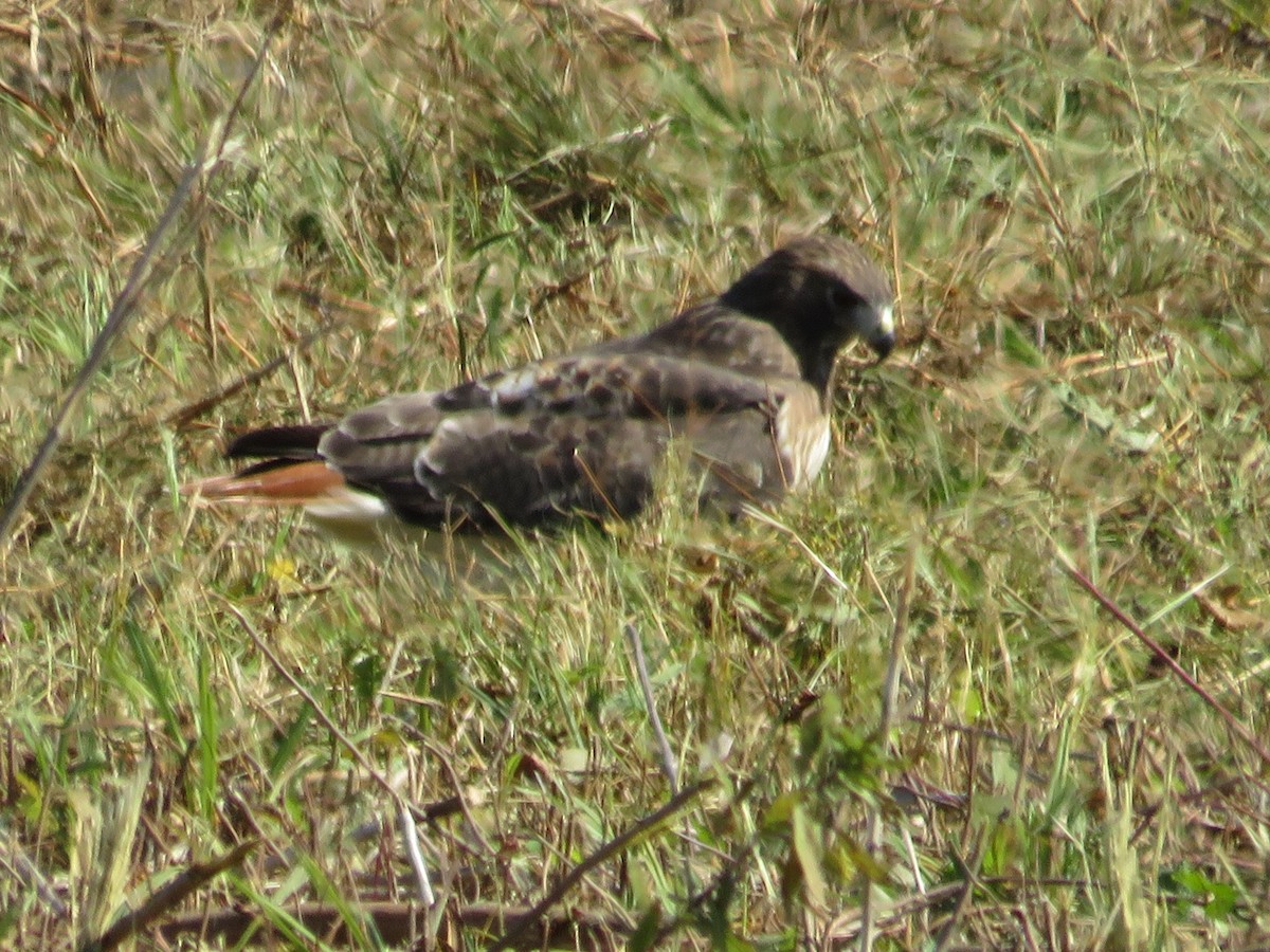 Red-tailed Hawk - ML610301861
