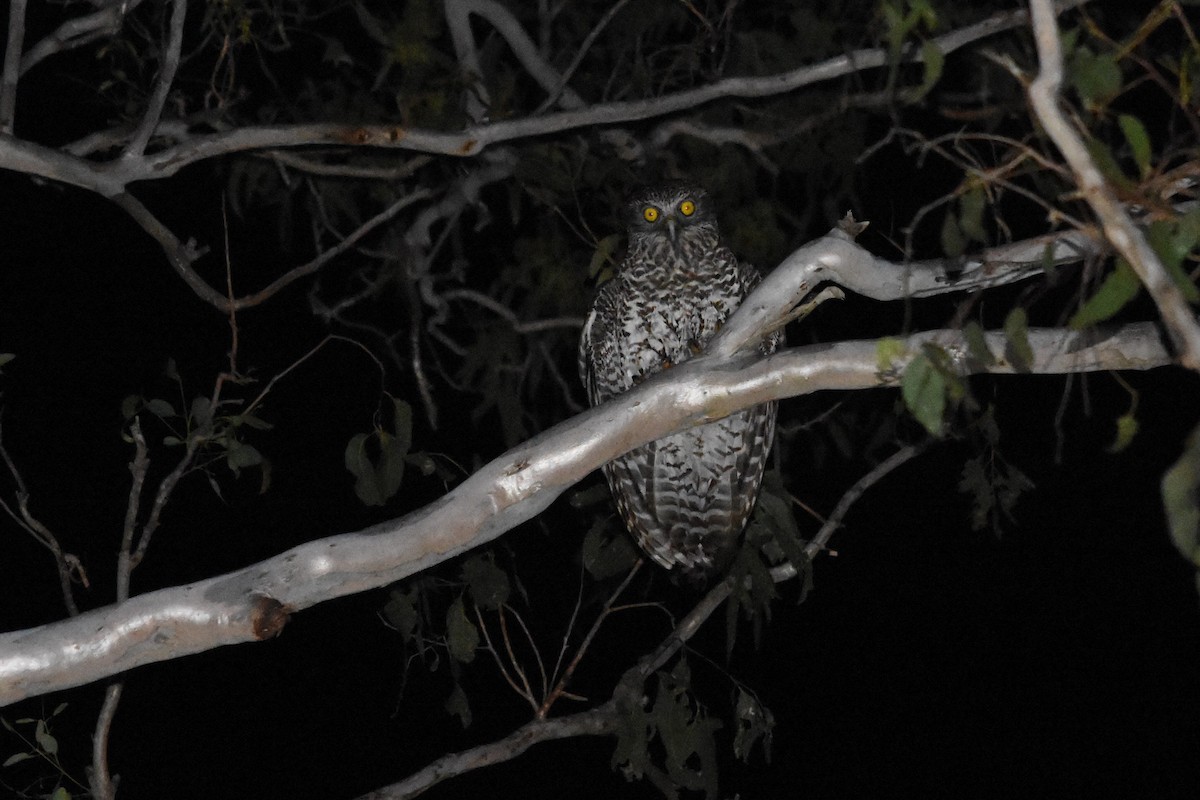 Powerful Owl - ML610301899