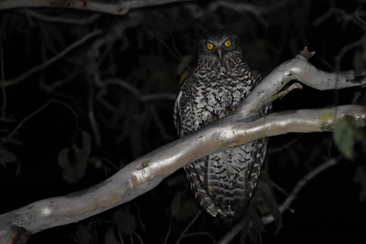 Powerful Owl - ML610301900