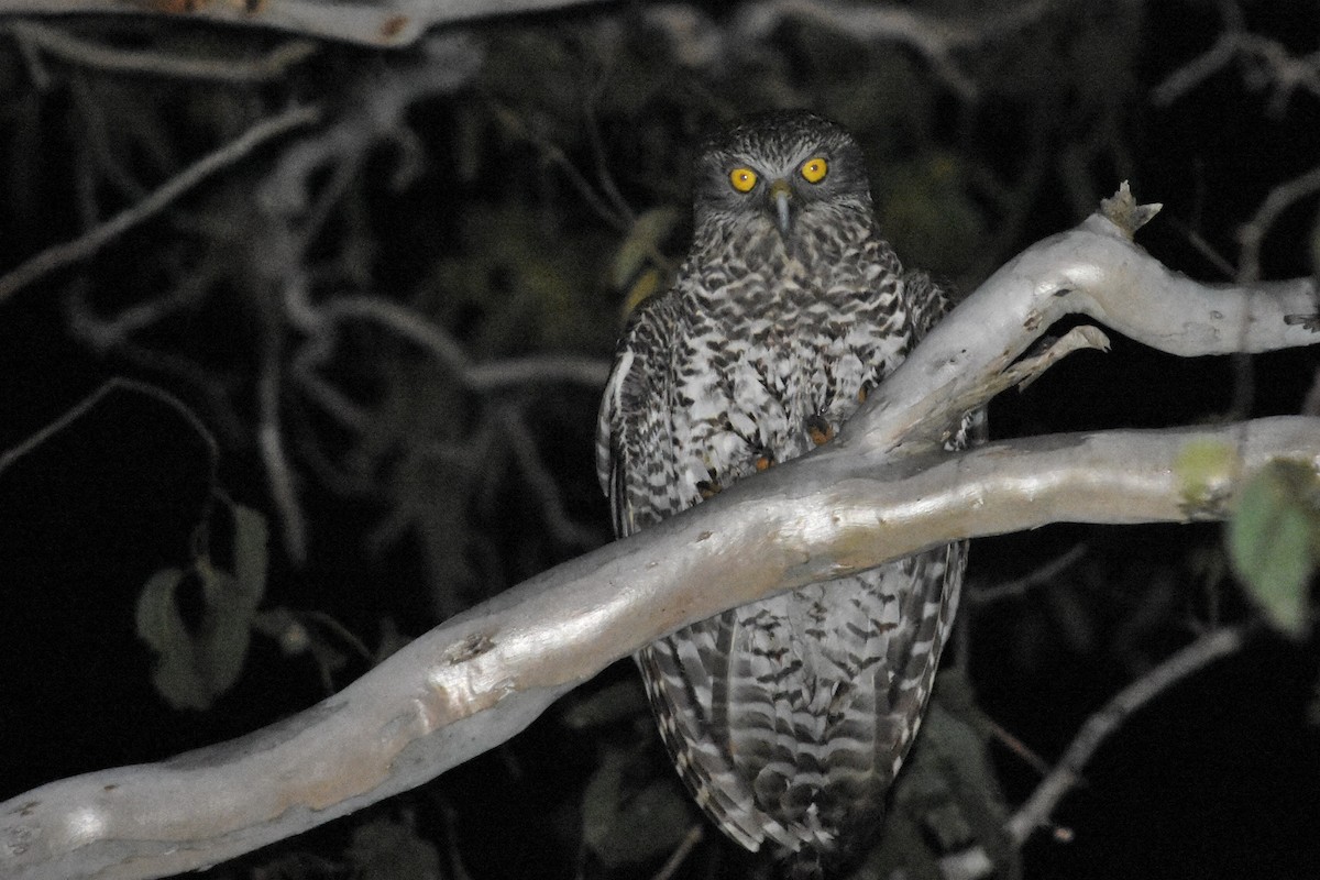 Powerful Owl - ML610301902