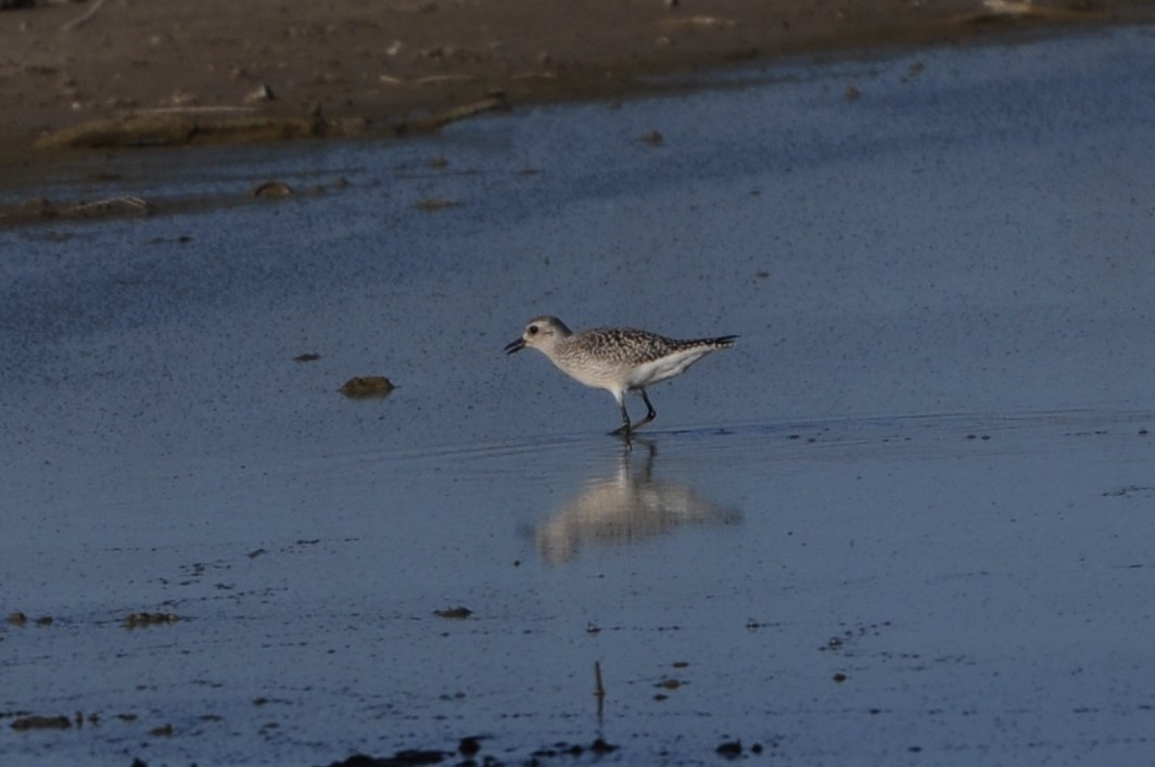 Black-bellied Plover - ML610301912