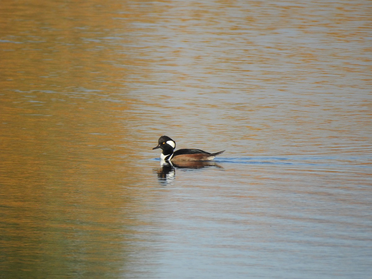 Hooded Merganser - ML610301924