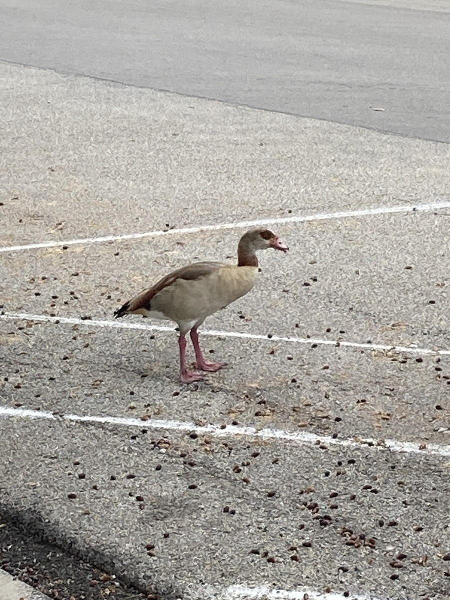 Egyptian Goose - ML610301925