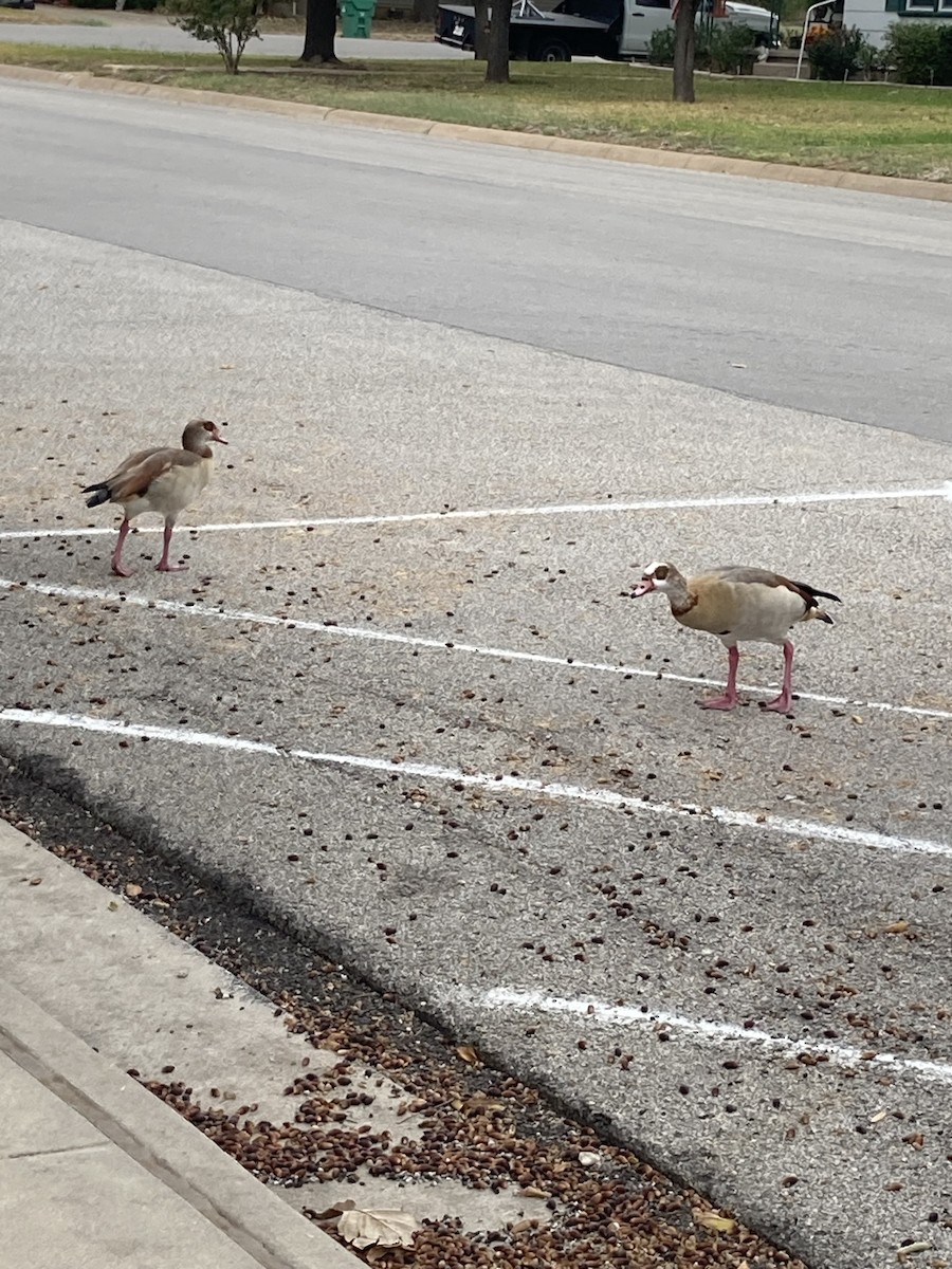 Egyptian Goose - ML610301926