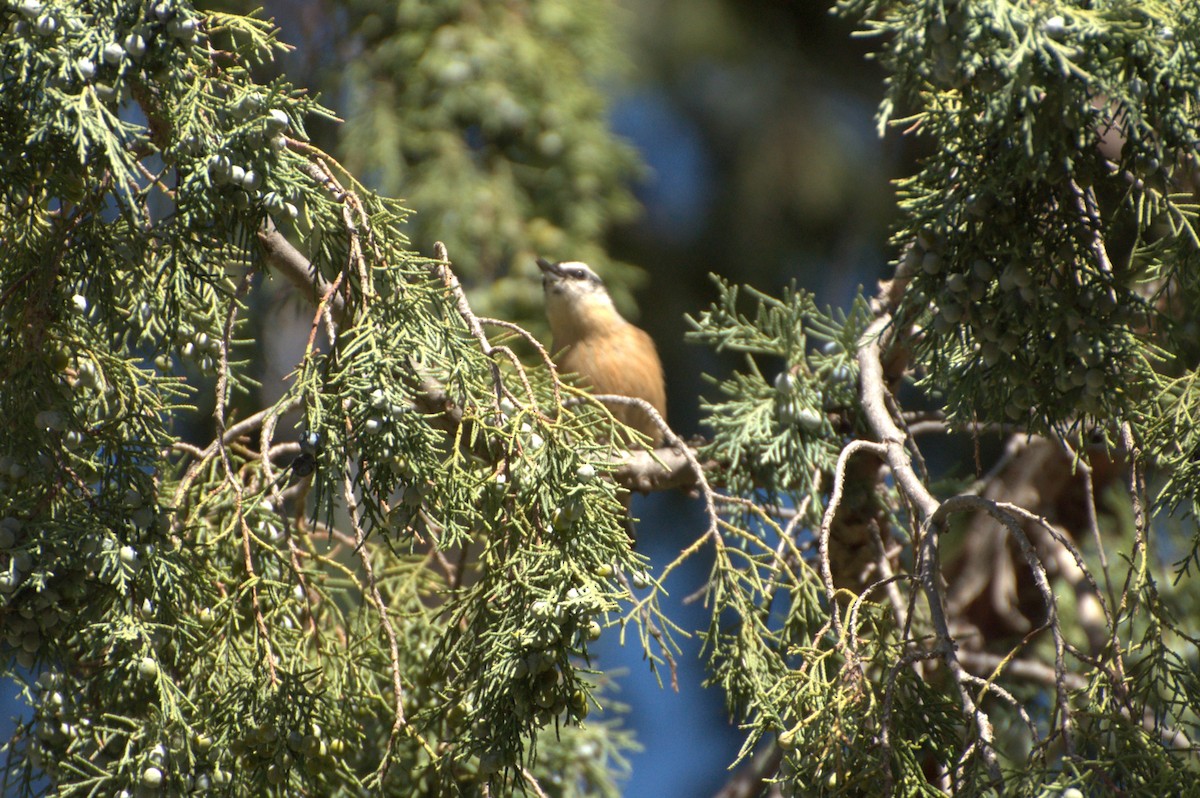 Red-breasted Nuthatch - ML610301947