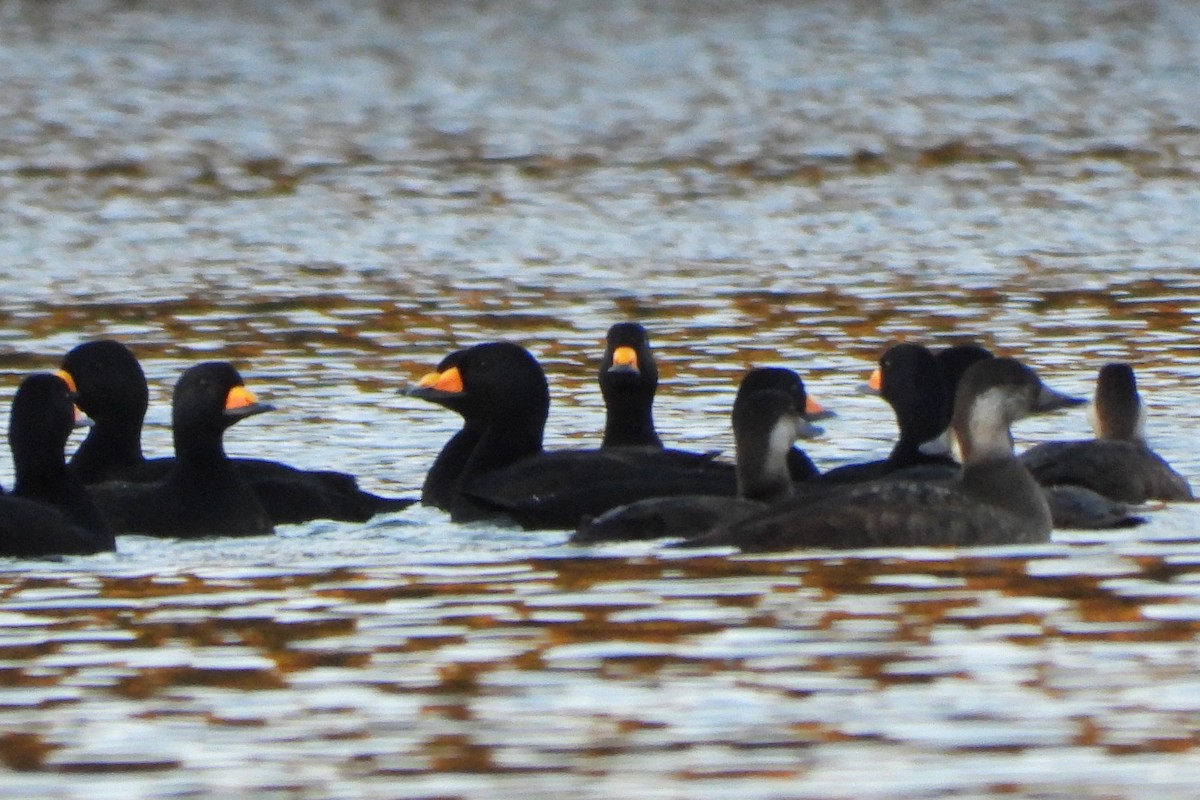 Black Scoter - ML610301955