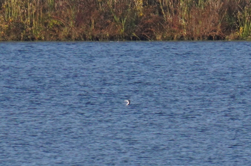 Plongeon huard - ML610301960