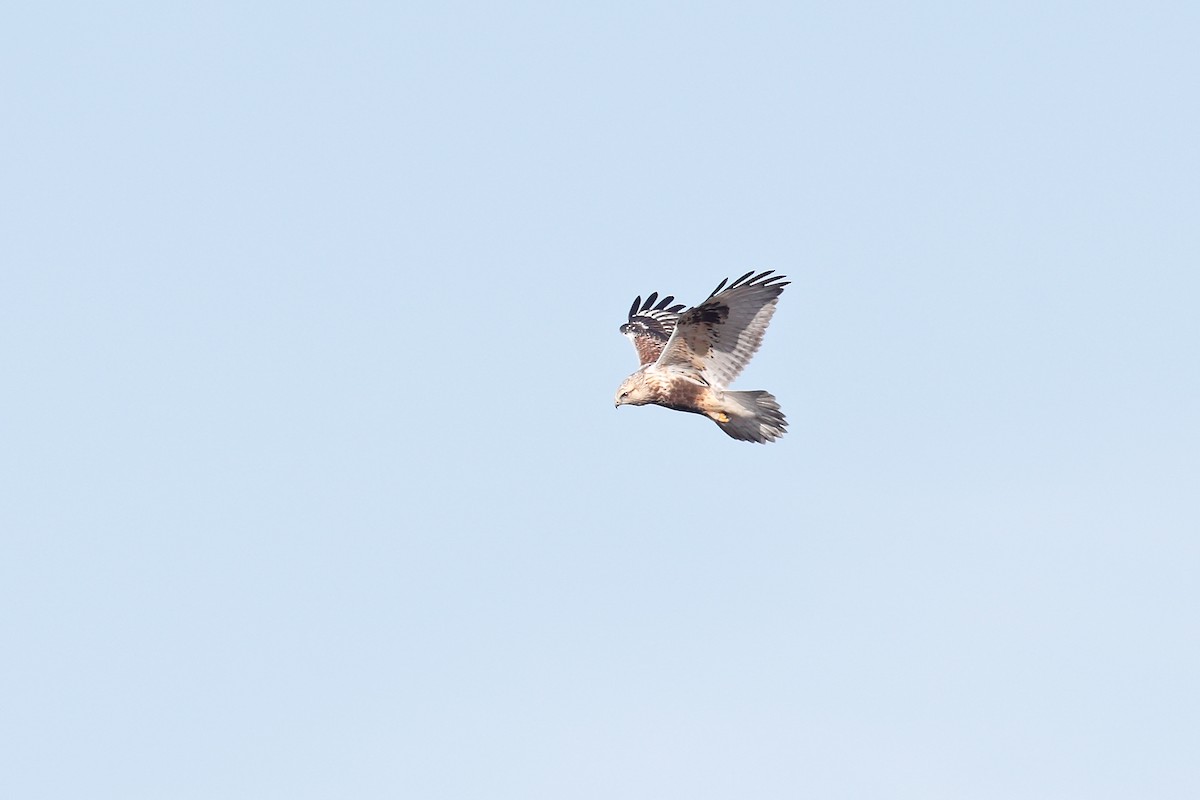 Rough-legged Hawk - Geoff Malosh