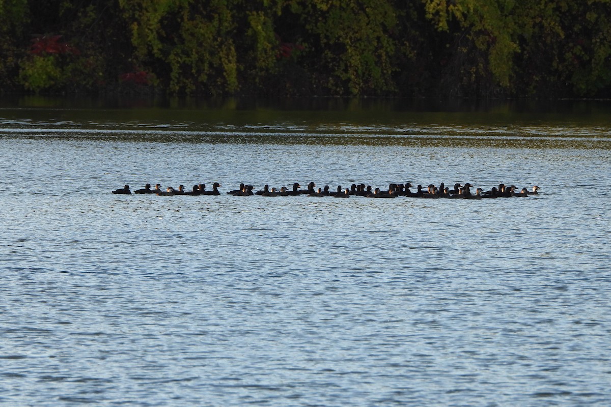 Black Scoter - ML610301981