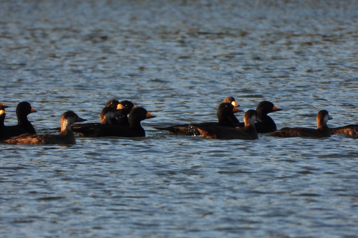 Black Scoter - ML610301982