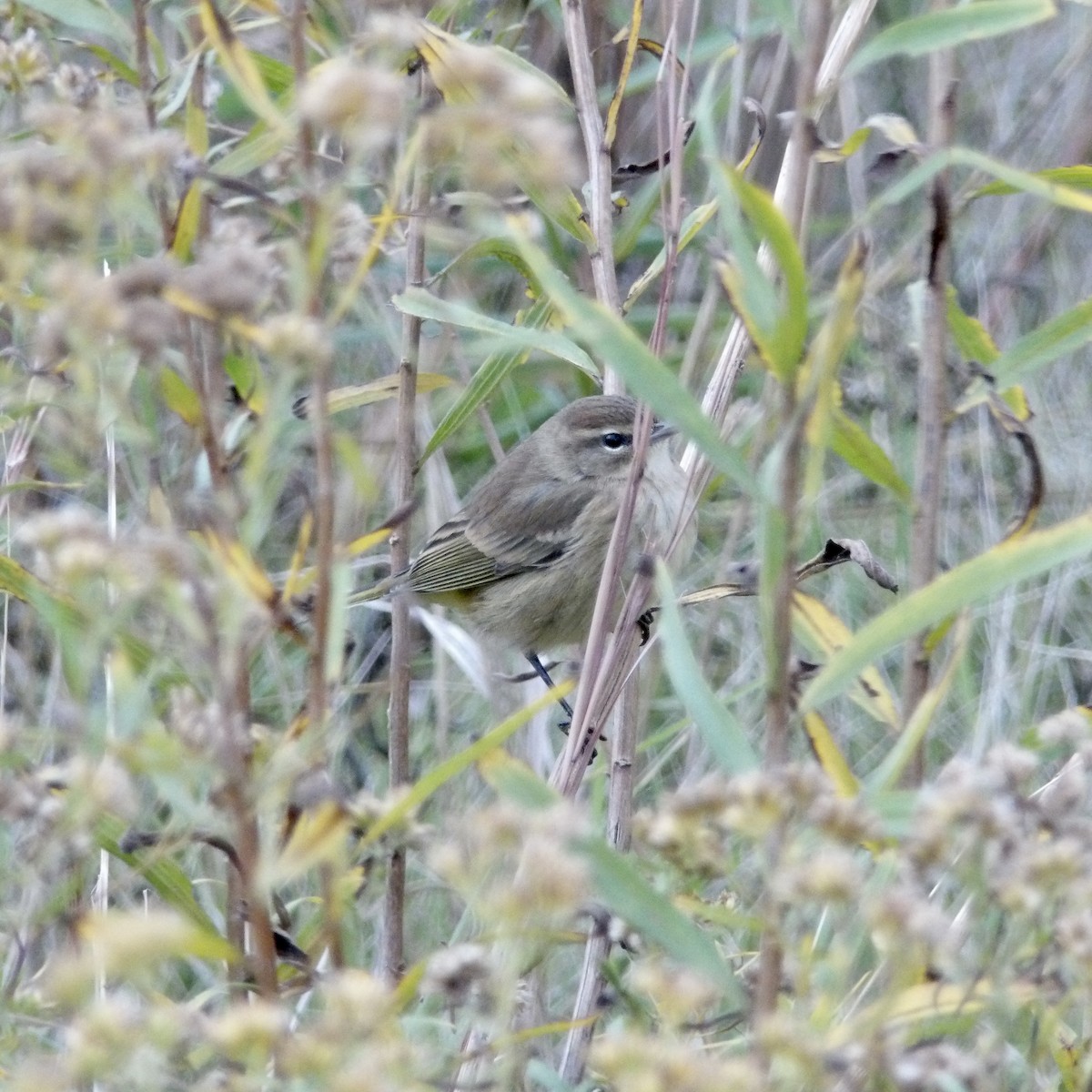 Palm Warbler - ML610302004