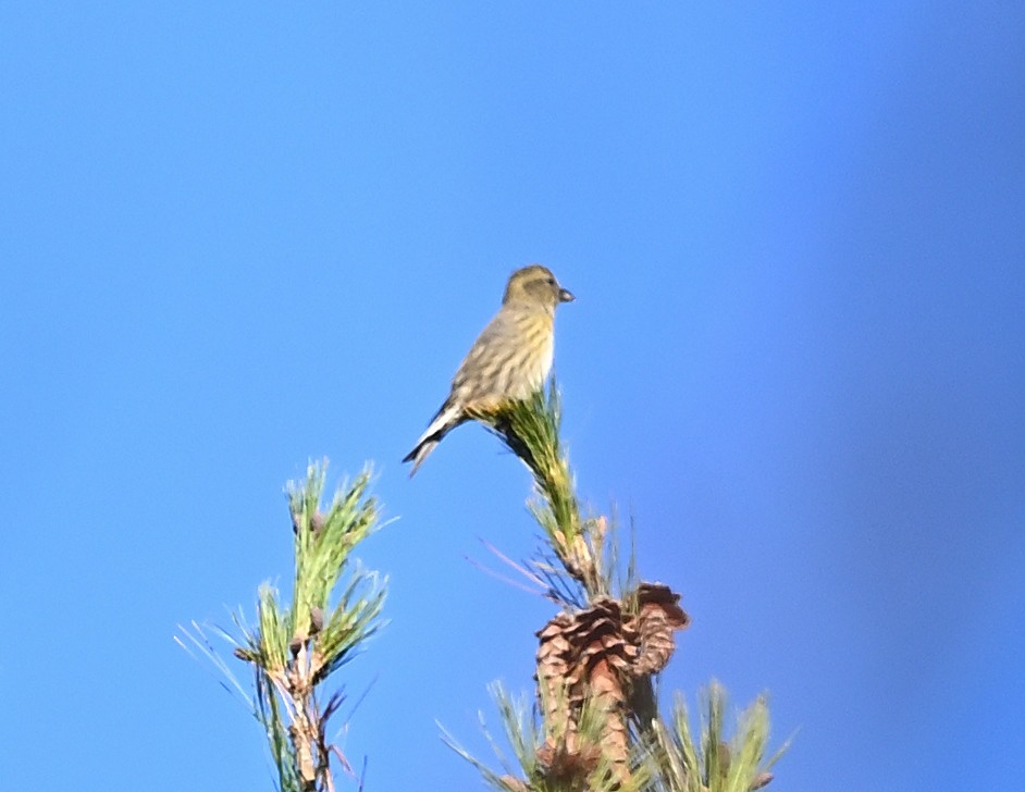 White-winged Crossbill - Margaret Hough