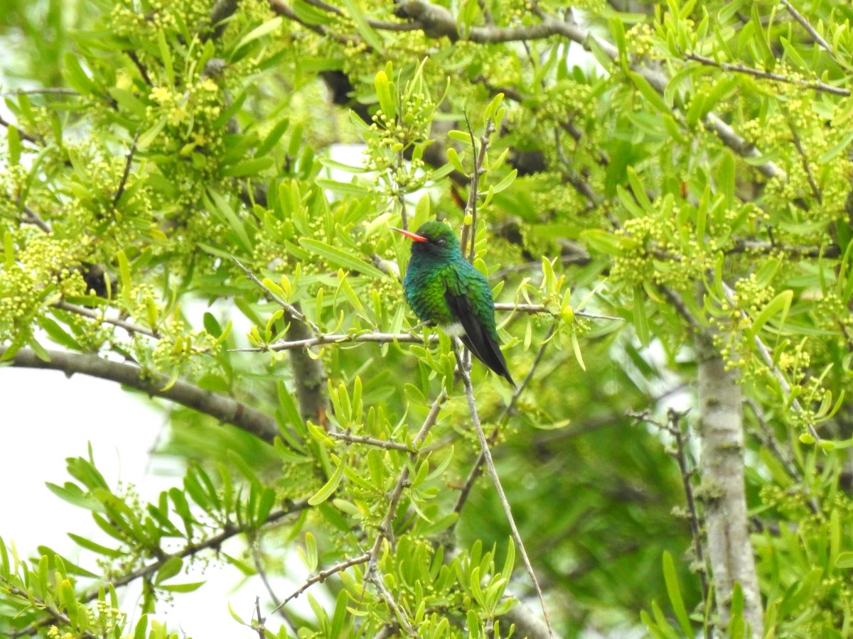 Glittering-bellied Emerald - ML610302170