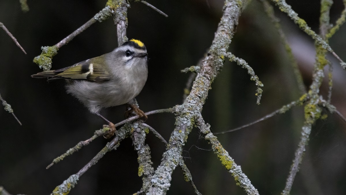 Golden-crowned Kinglet - Liam Hutcheson