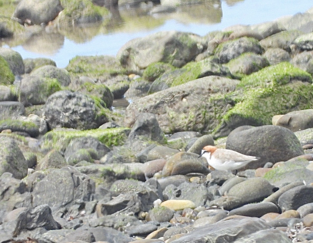 Red-capped Plover - ML610302351