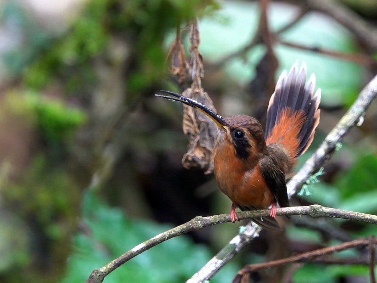 Gray-chinned Hermit - ML610302471