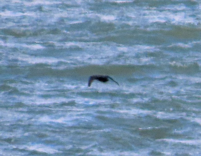 Black Scoter - ML610302523