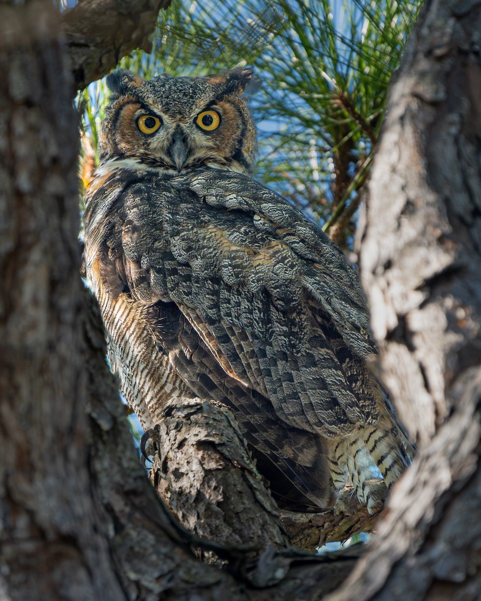 Great Horned Owl - Dori Eldridge