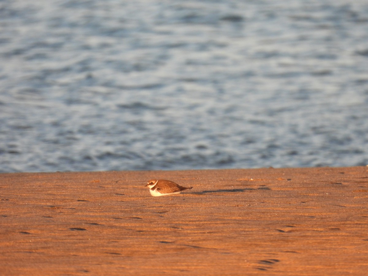 Semipalmated Plover - ML610302591