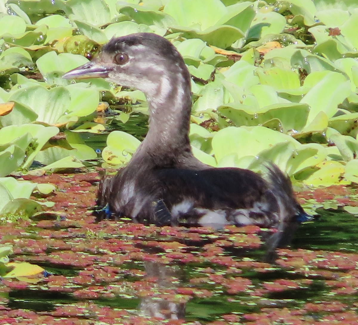 Least Grebe - ML610302594