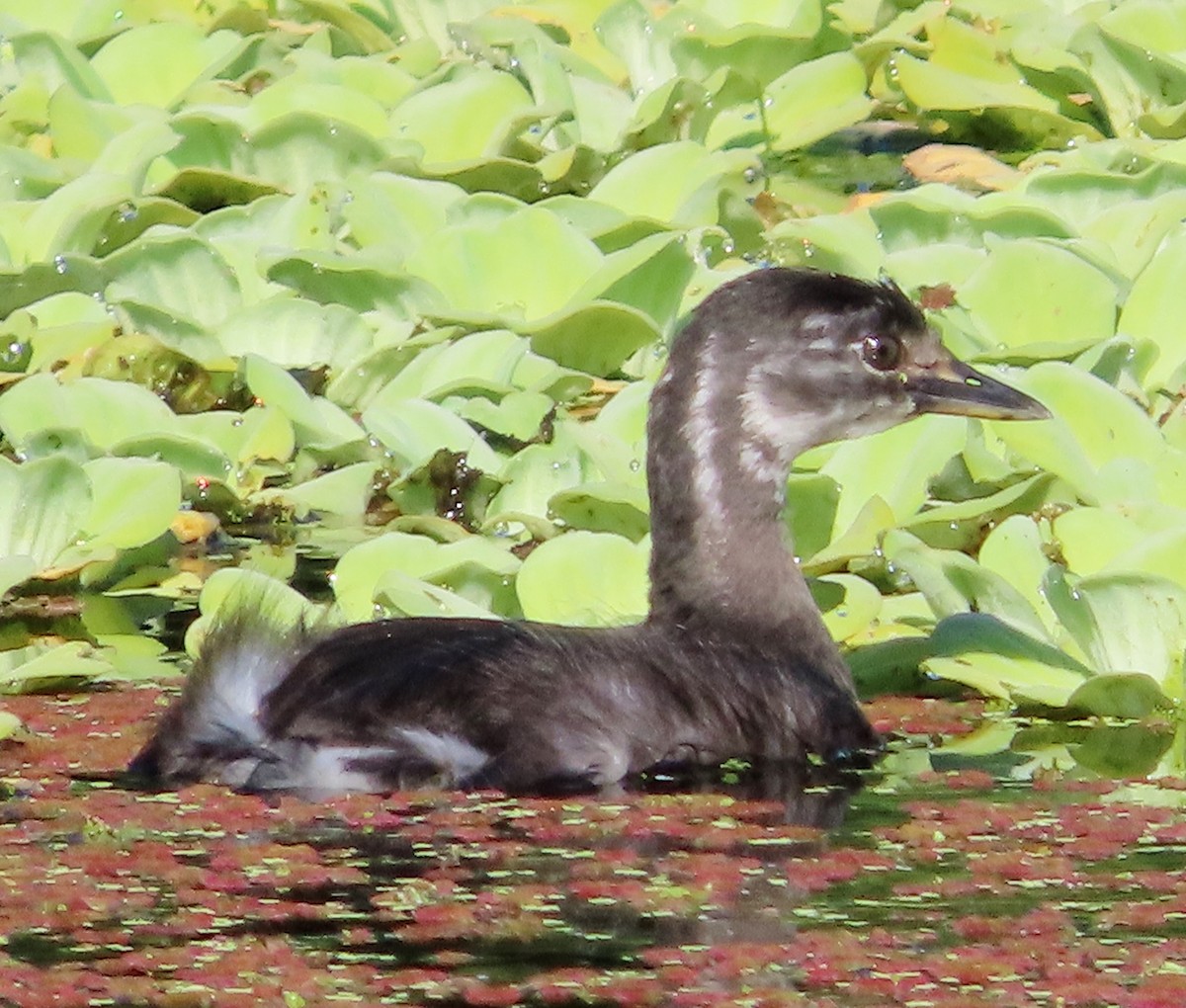 Least Grebe - ML610302595