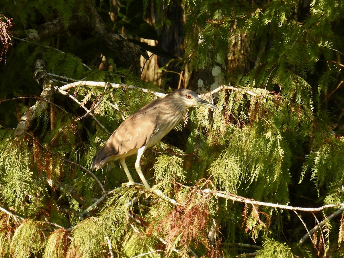 Black-crowned Night Heron - ML610302603