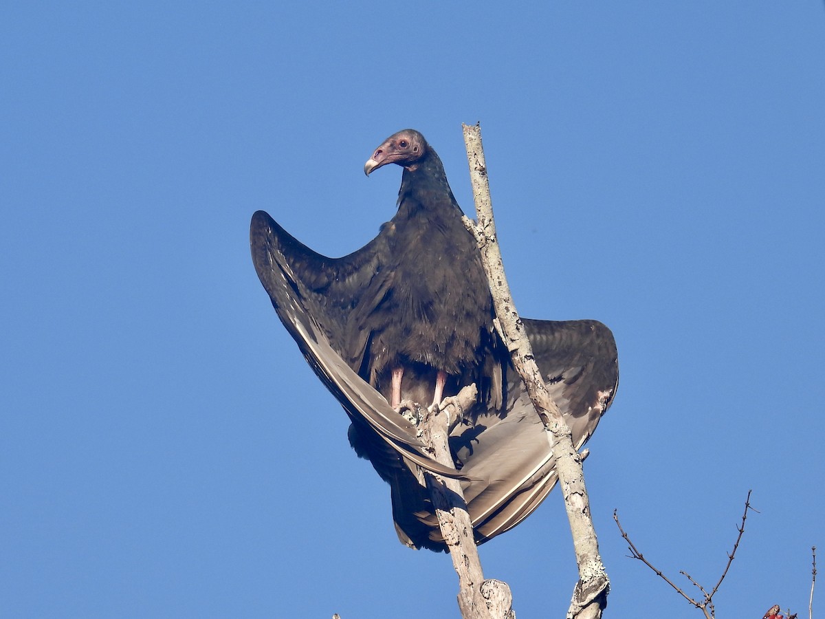Turkey Vulture - ML610302608