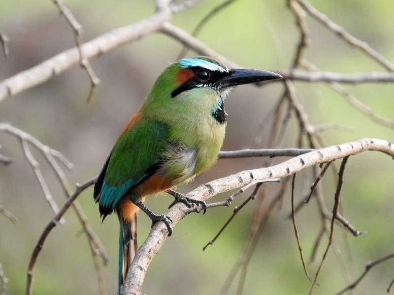 Turquoise-browed Motmot - ML61030261