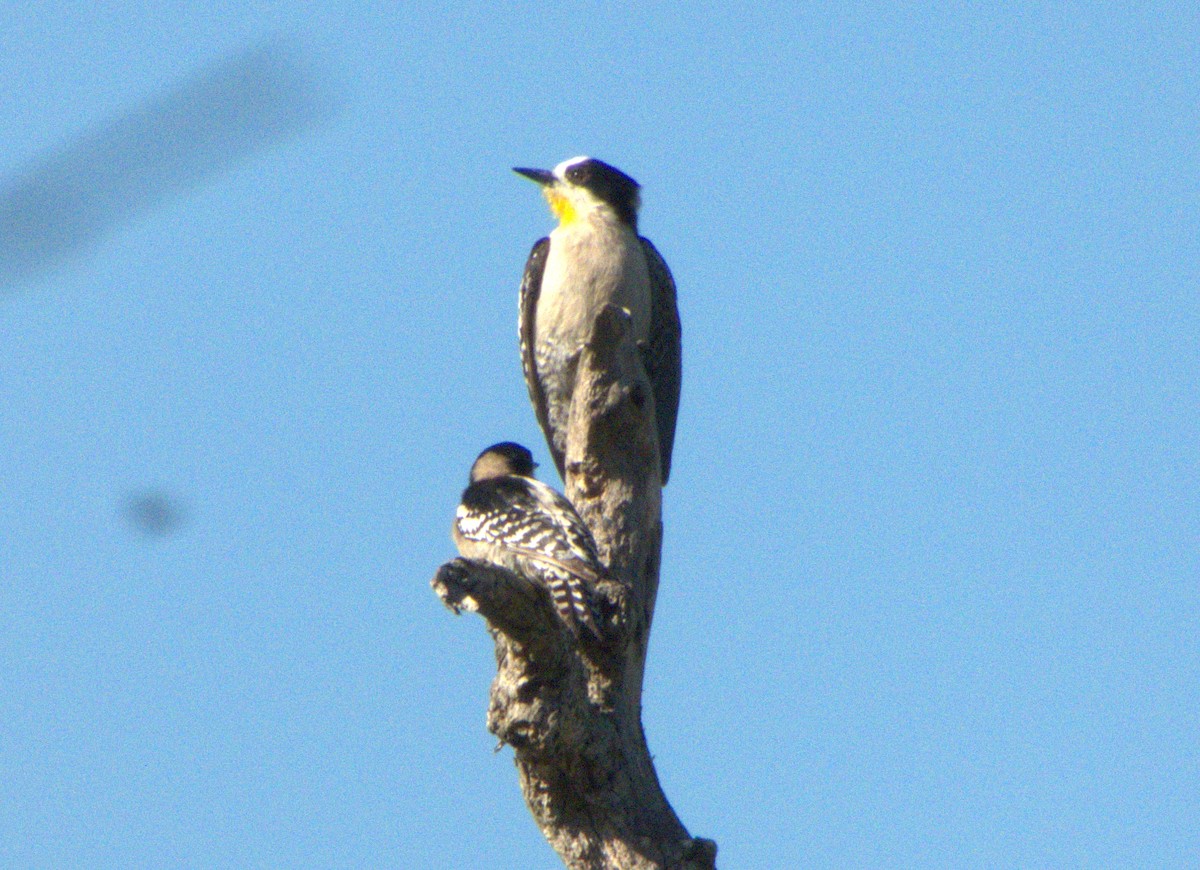 White-fronted Woodpecker - ML610302610