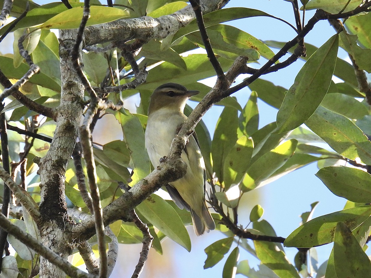 Vireo Ojirrojo - ML610302617