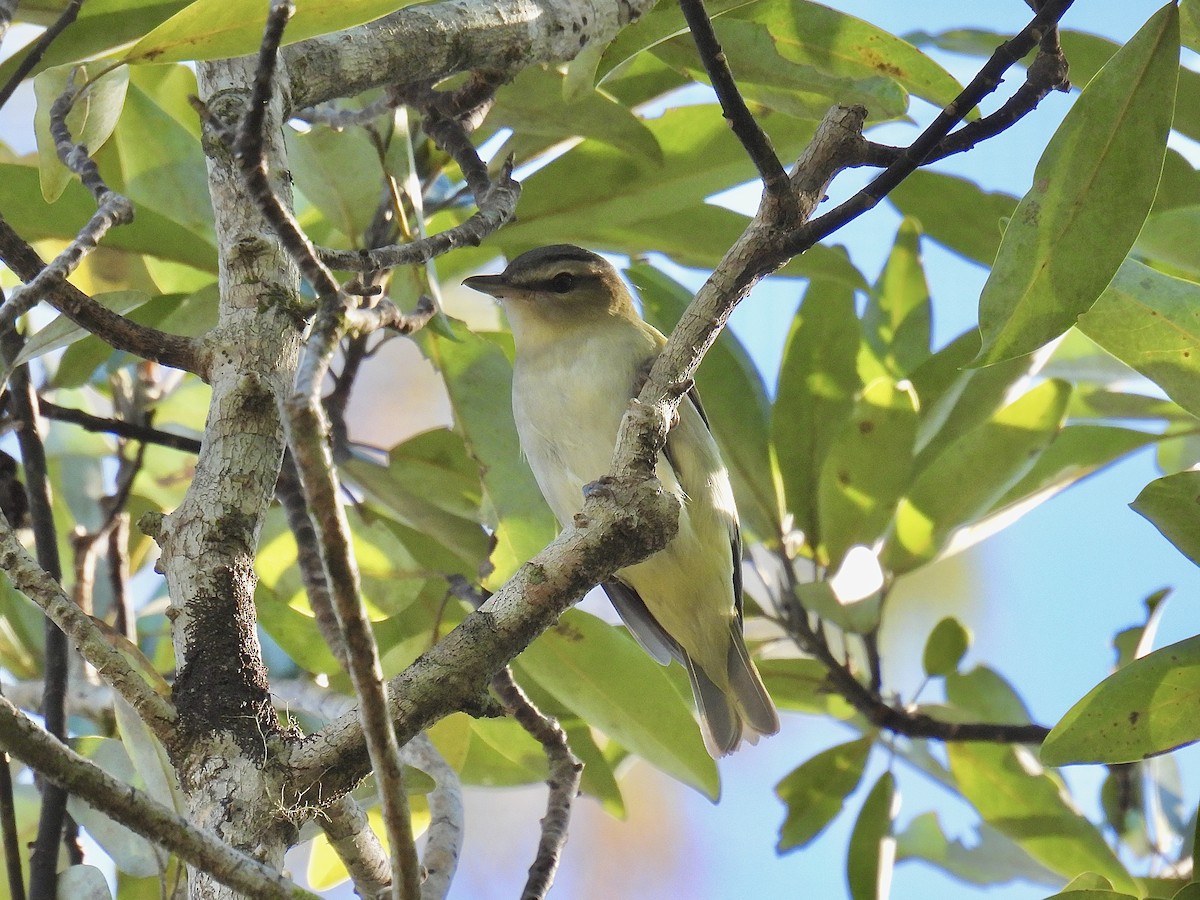 Vireo Ojirrojo - ML610302618