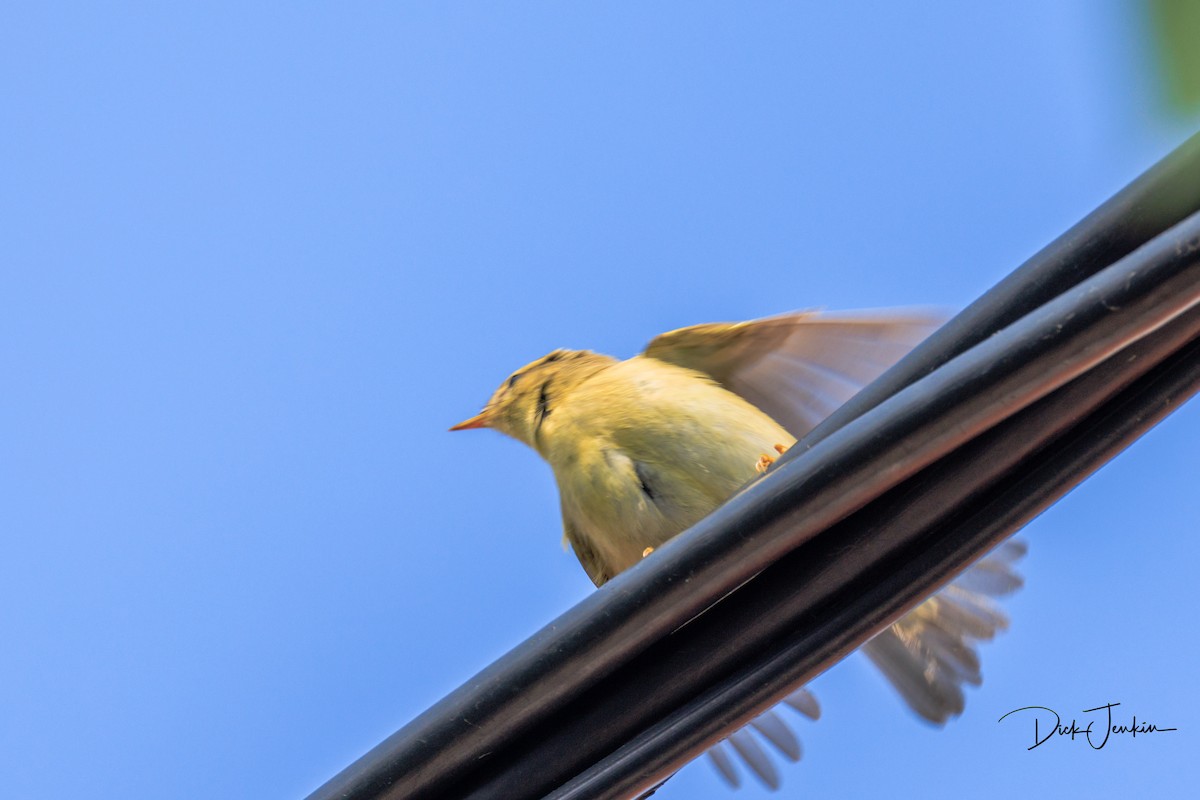 Wood Warbler - ML610302620