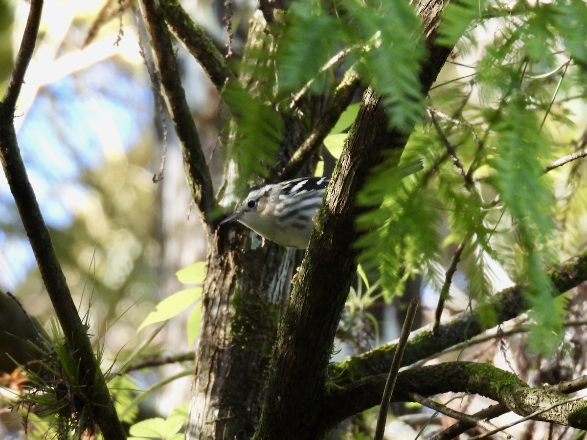 Black-and-white Warbler - ML610302628