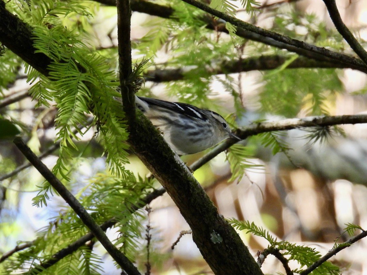 Black-and-white Warbler - ML610302629