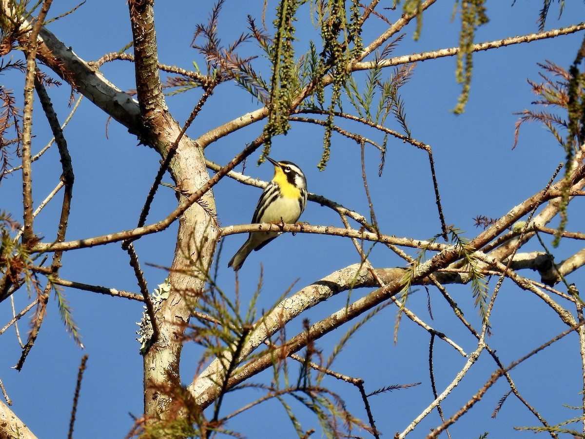 Yellow-throated Warbler - ML610302647