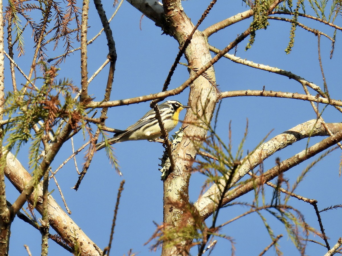 Yellow-throated Warbler - ML610302649
