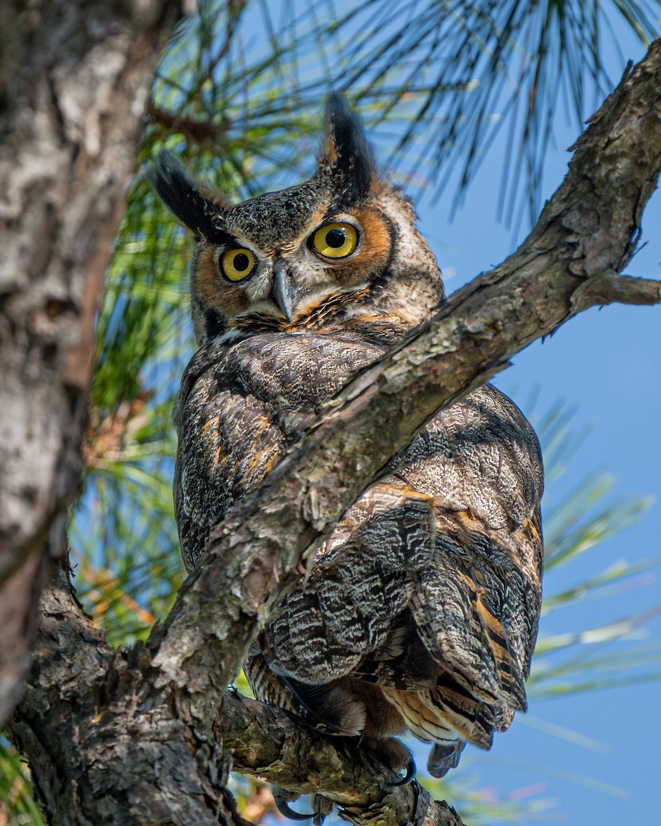Great Horned Owl - Dori Eldridge