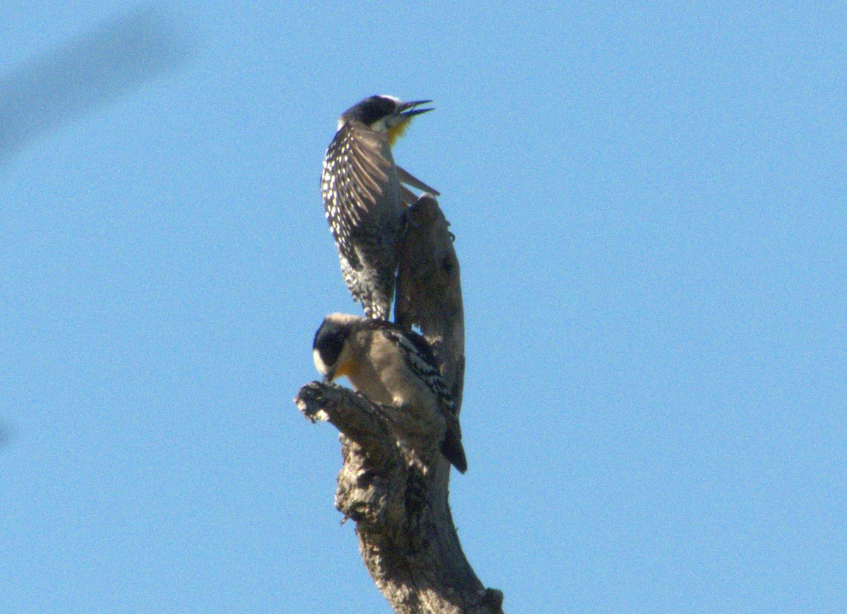White-fronted Woodpecker - ML610302690