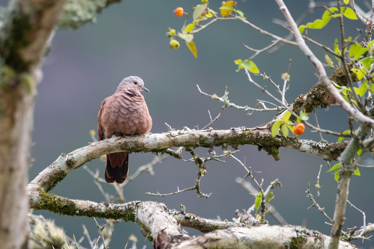 Ruddy Ground Dove - ML610302756